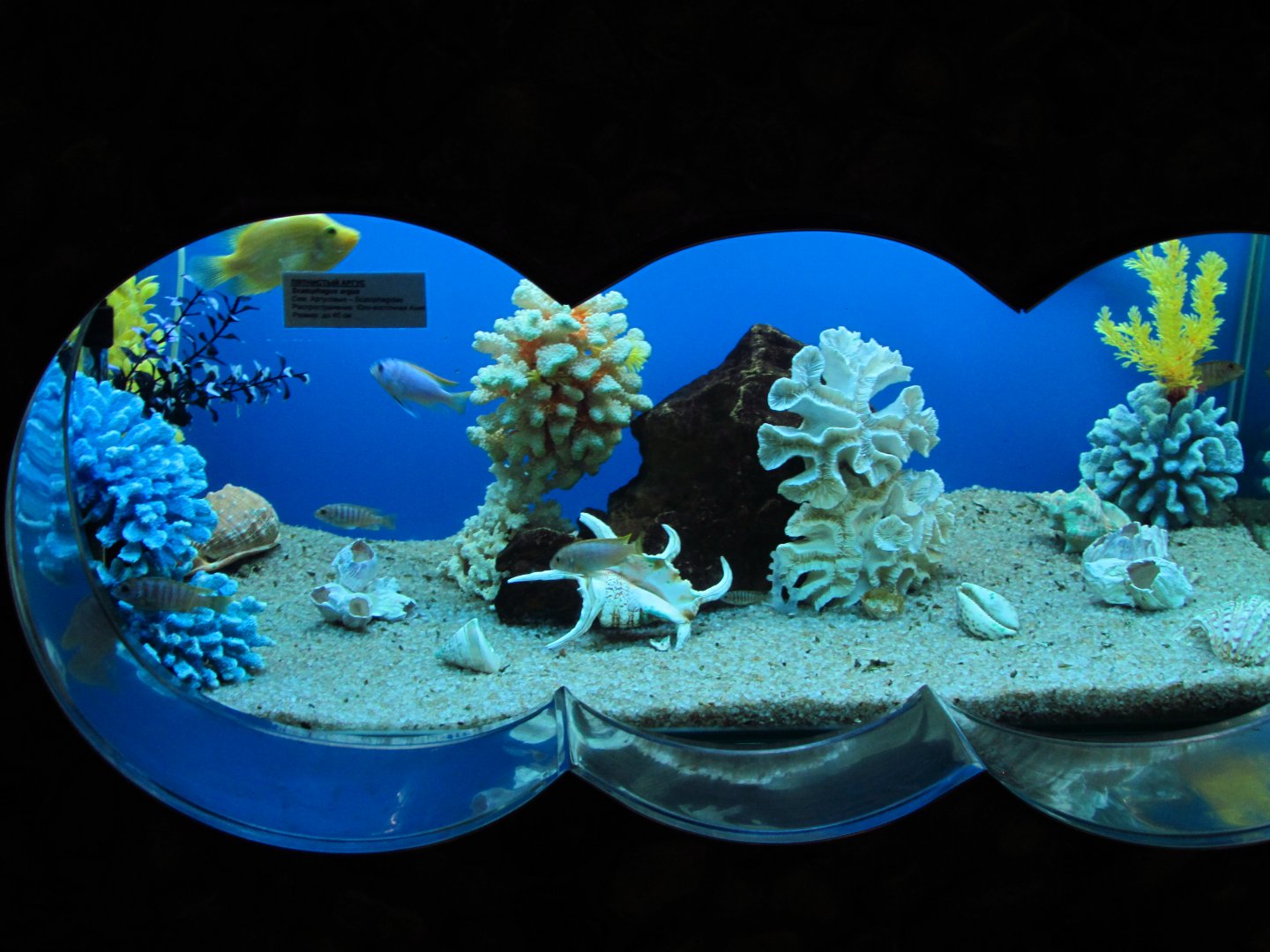 Pseudo marine tank