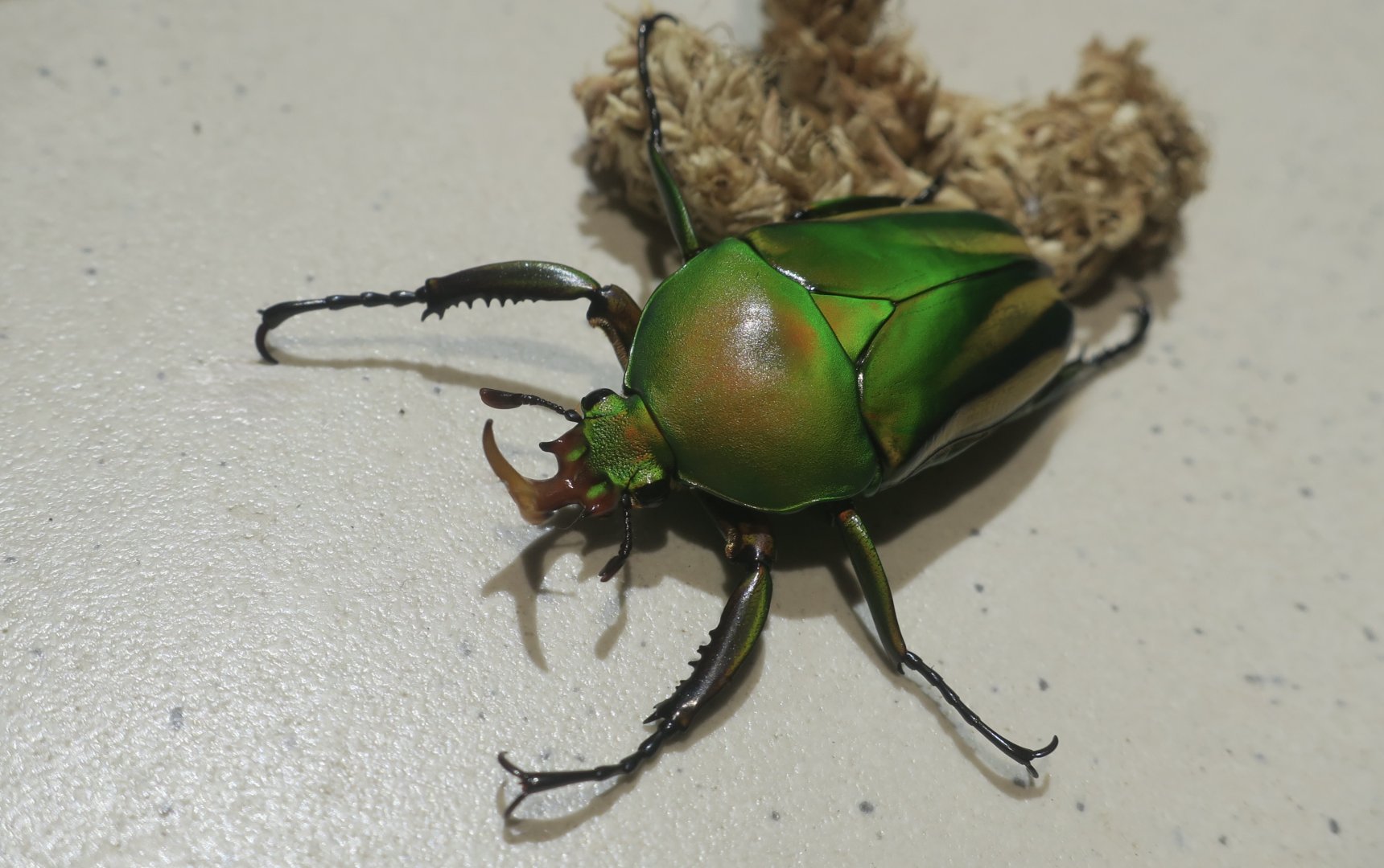 Pseudo-Woermann's Flower Beetle (Eudicella schultzeorum pseudowoermanni) - Taiwan Insectarium (台灣昆蟲館)
