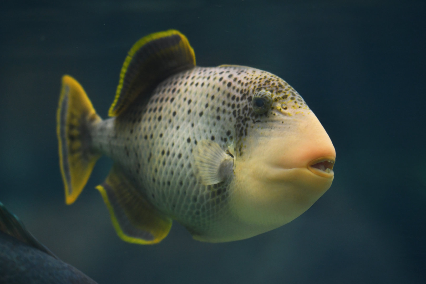 Pseudobalistes flavimarginatus