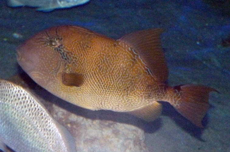 Pseudobalistes Naufragium (12-7-16 Birch Aquarium)