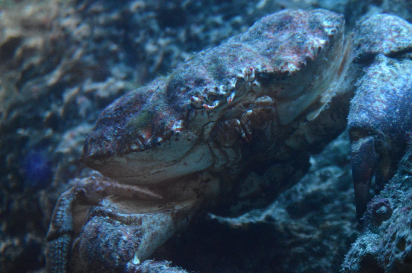 Pseudocarcinus gigas