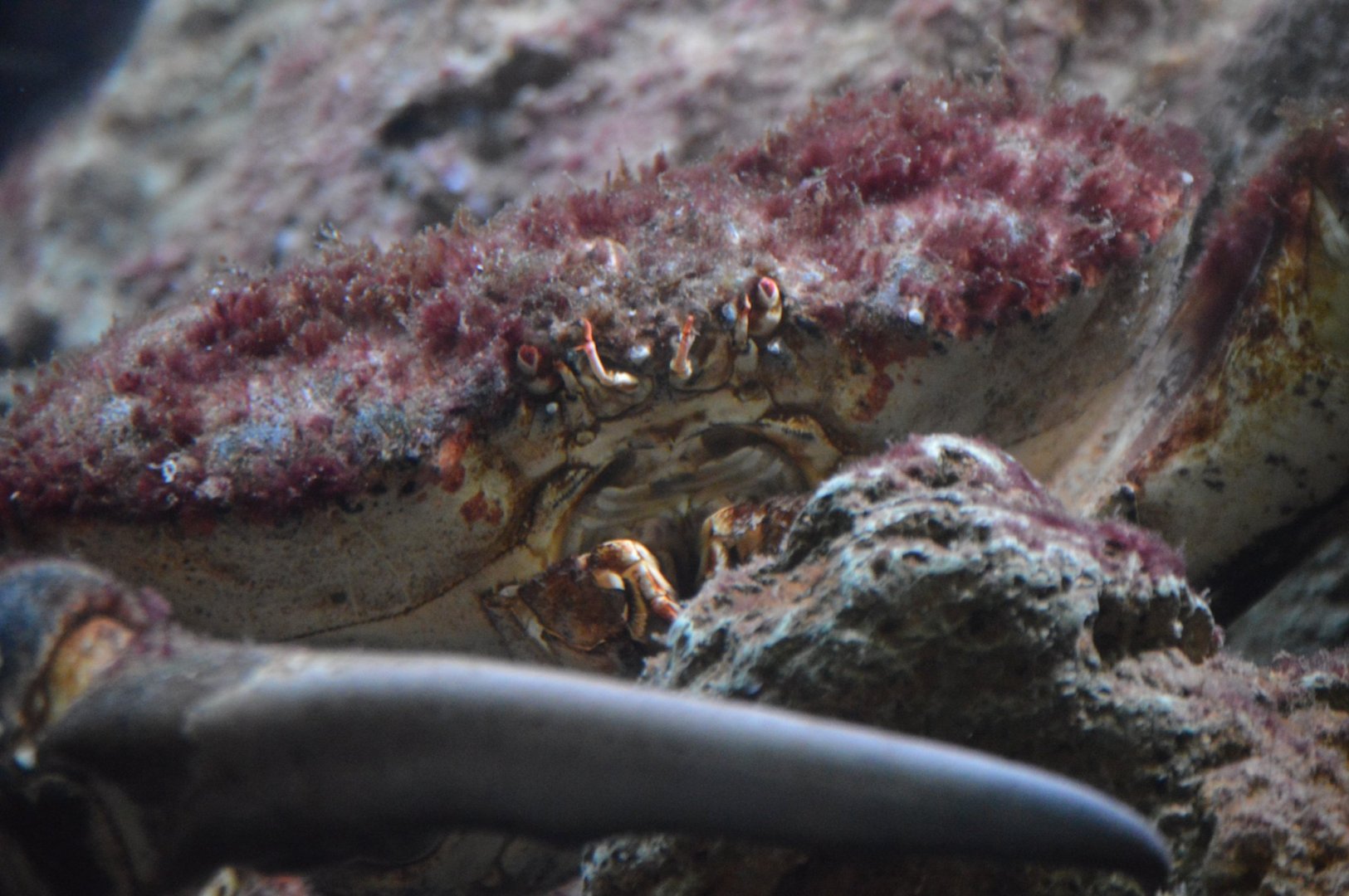 Pseudocarcinus gigas