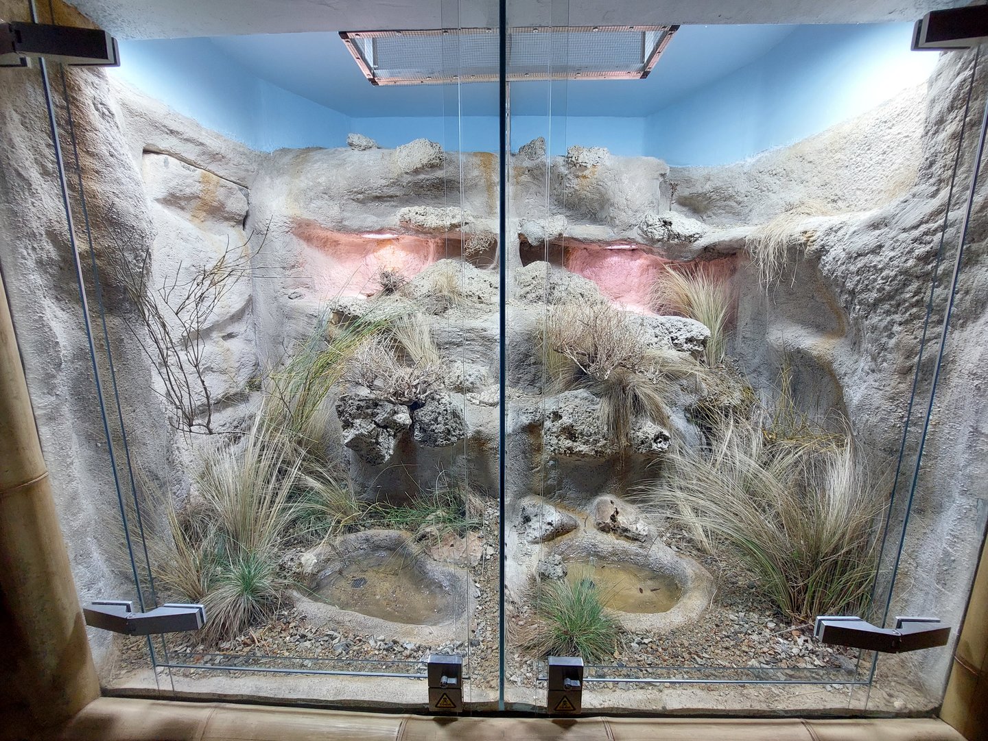 Pseudocerastes urarachnoides exhibit