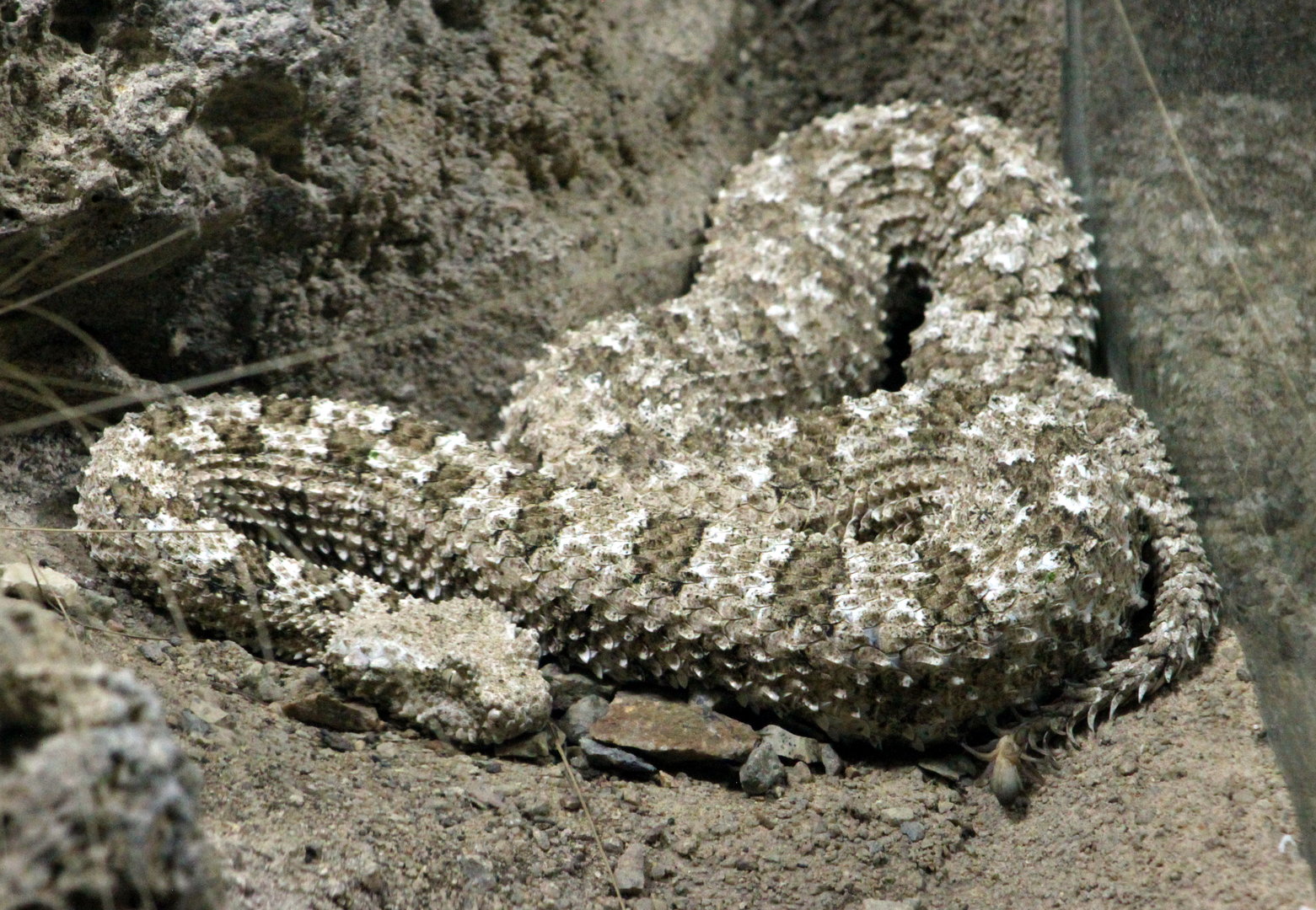 Pseudocerastes urarachnoides