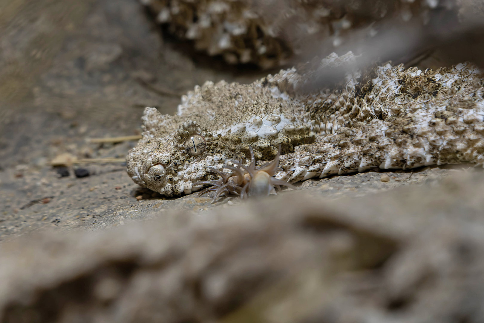 Pseudocerastes urarachnoides