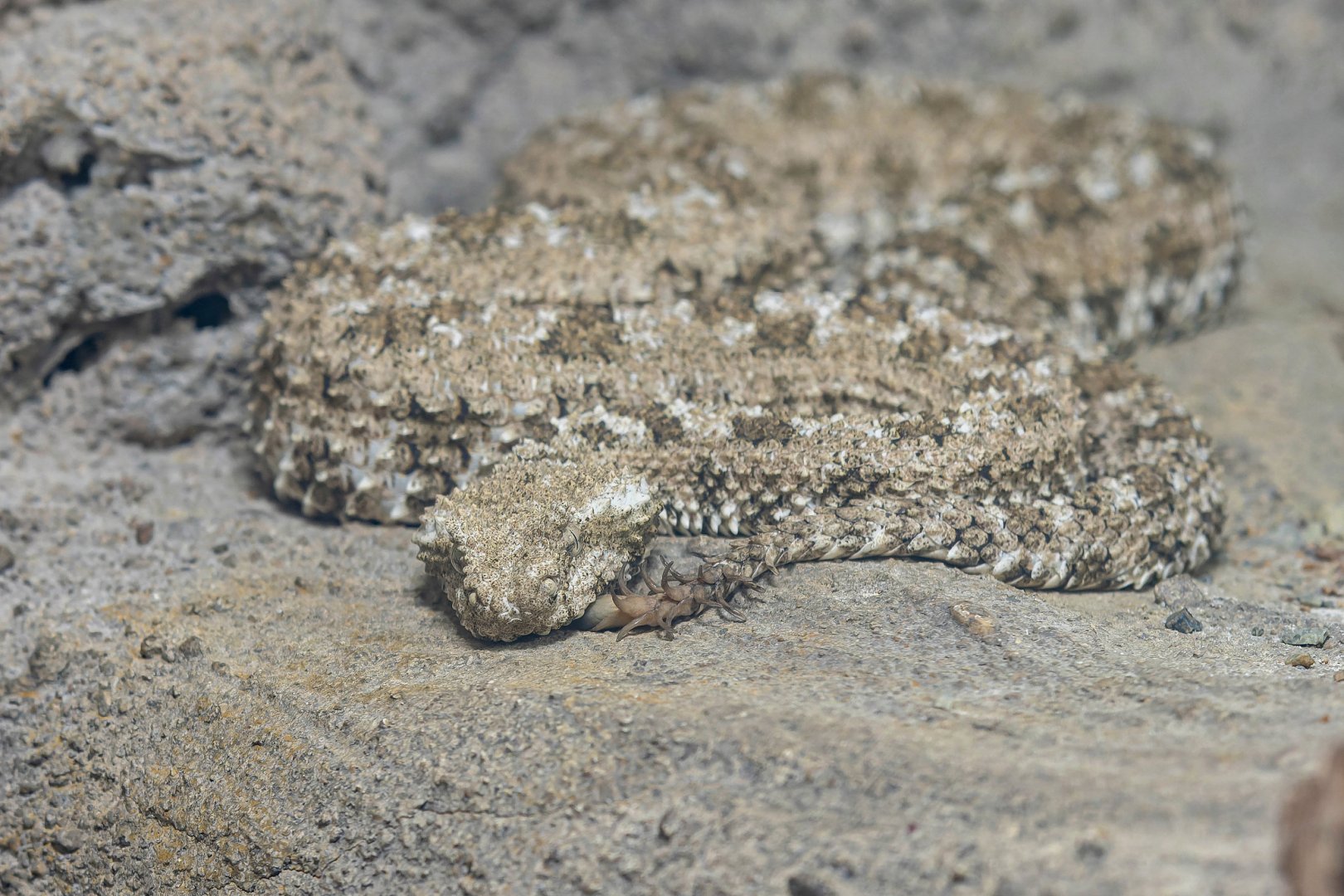 Pseudocerastes urarachnoides