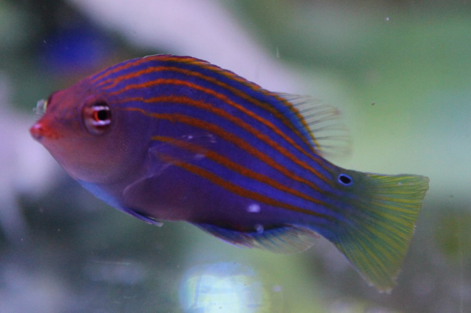 Pseudocheilinus hexataenia