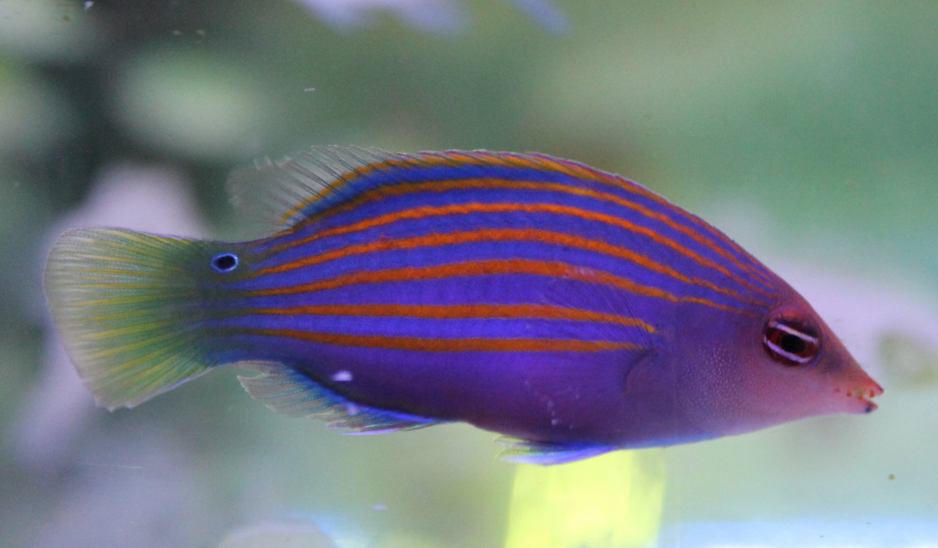 Pseudocheilinus hexataenia