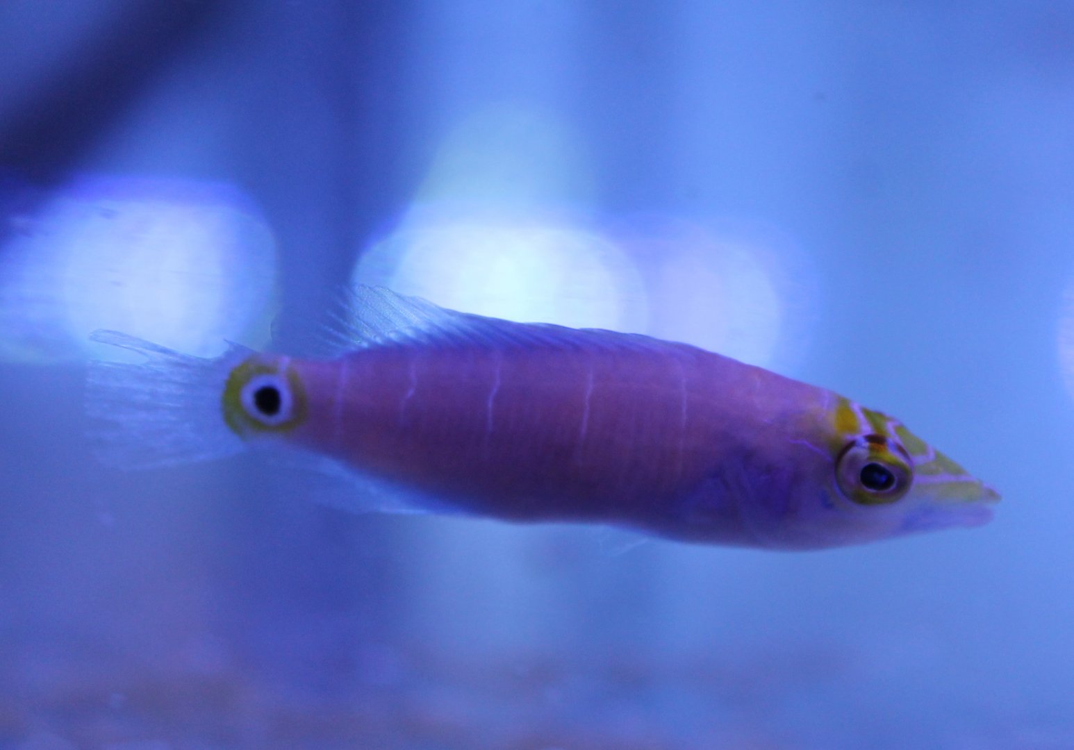 Pseudocheilinus ocellatus