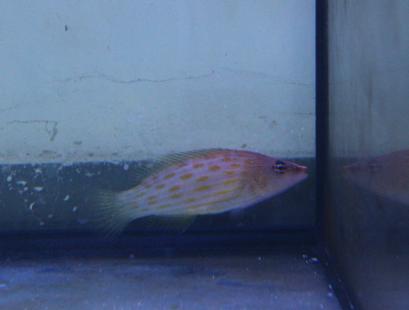 Pseudocheilinus octotaenia