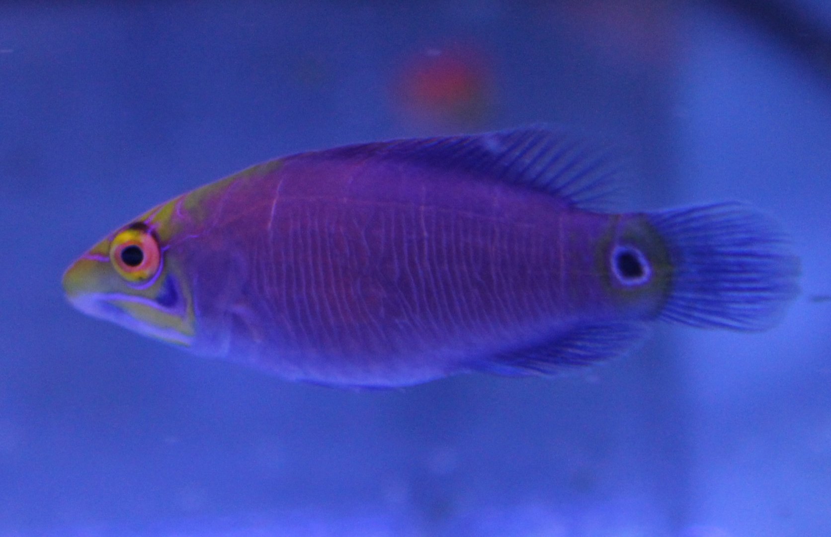 Pseudocheillinus ocellatus