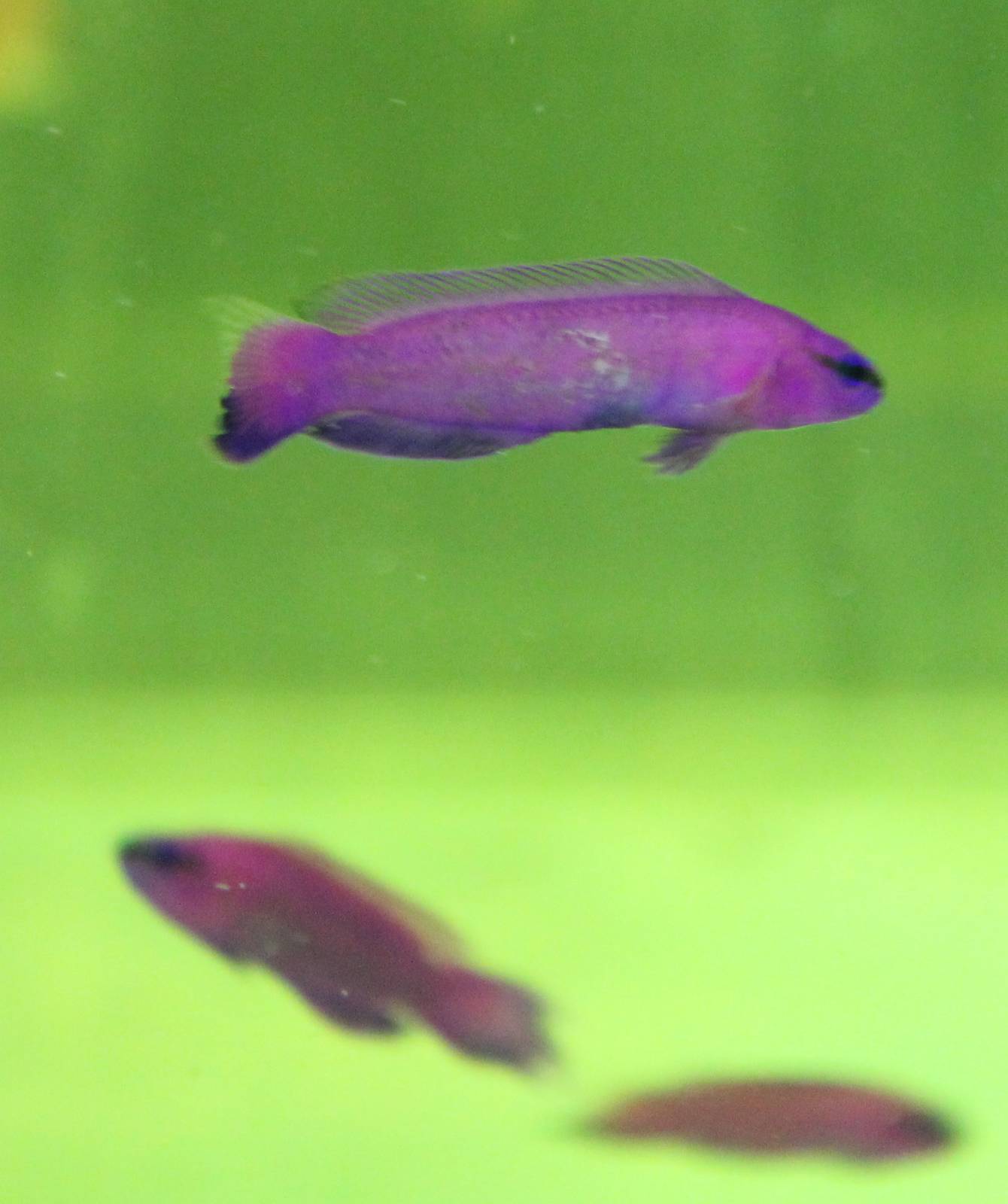 Pseudochromis fridmani