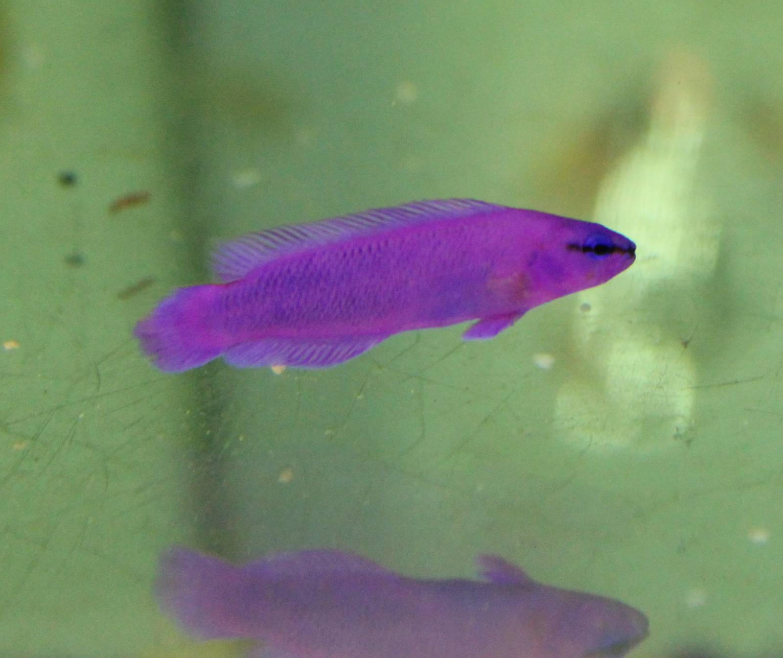Pseudochromis fridmani