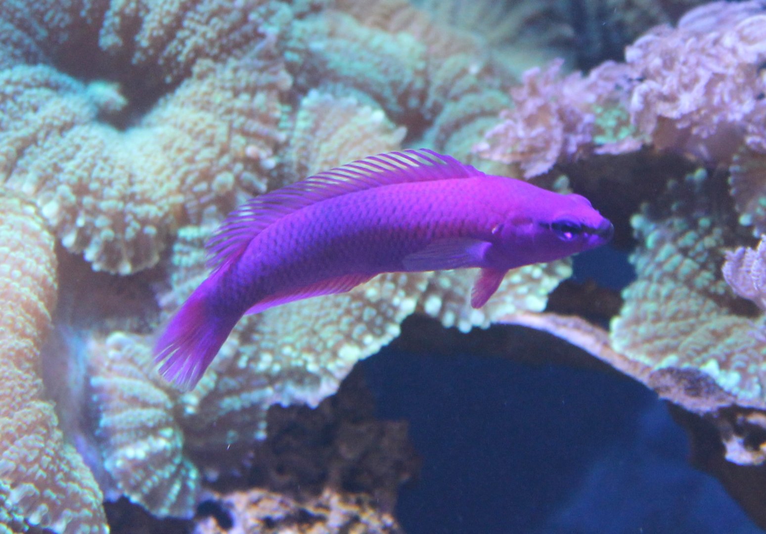 Pseudochromis fridmani