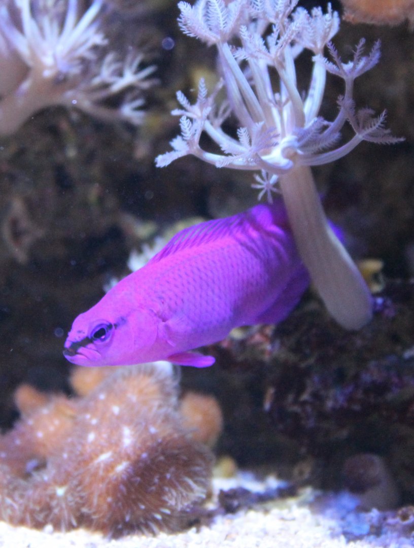 Pseudochromis fridmani