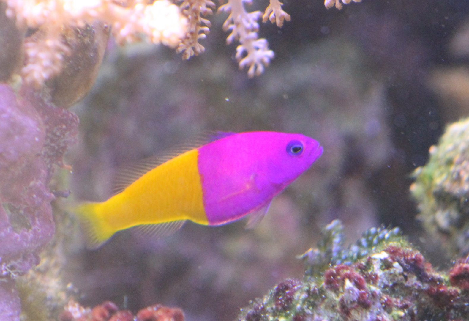 Pseudochromis paccagnellae