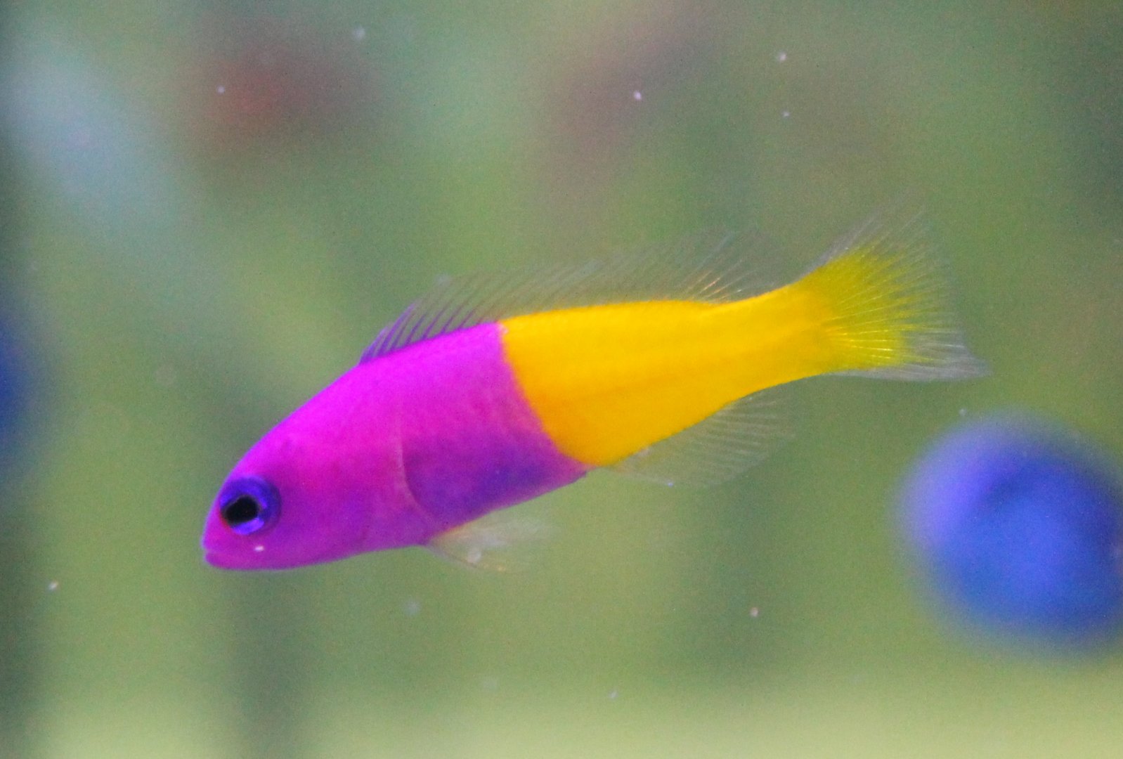 Pseudochromis paccagnellea - Royal dottyback