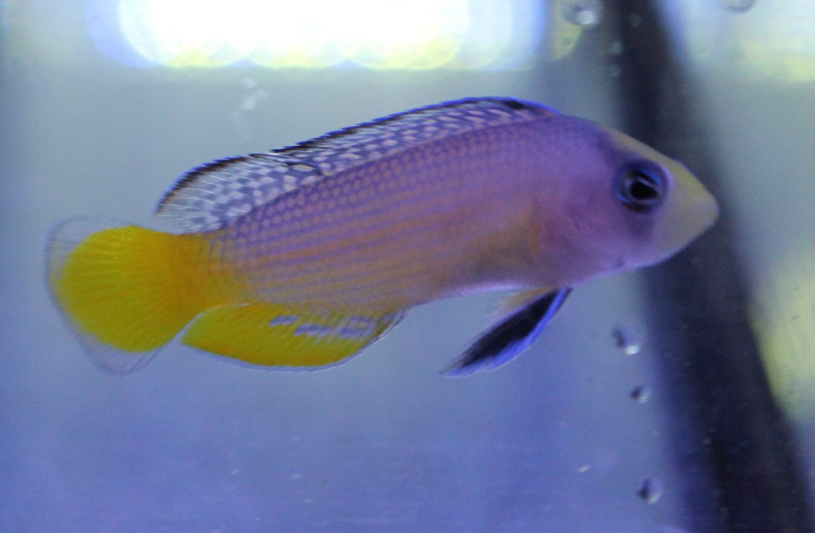 Pseudochromis spendens - Splendid dottyback