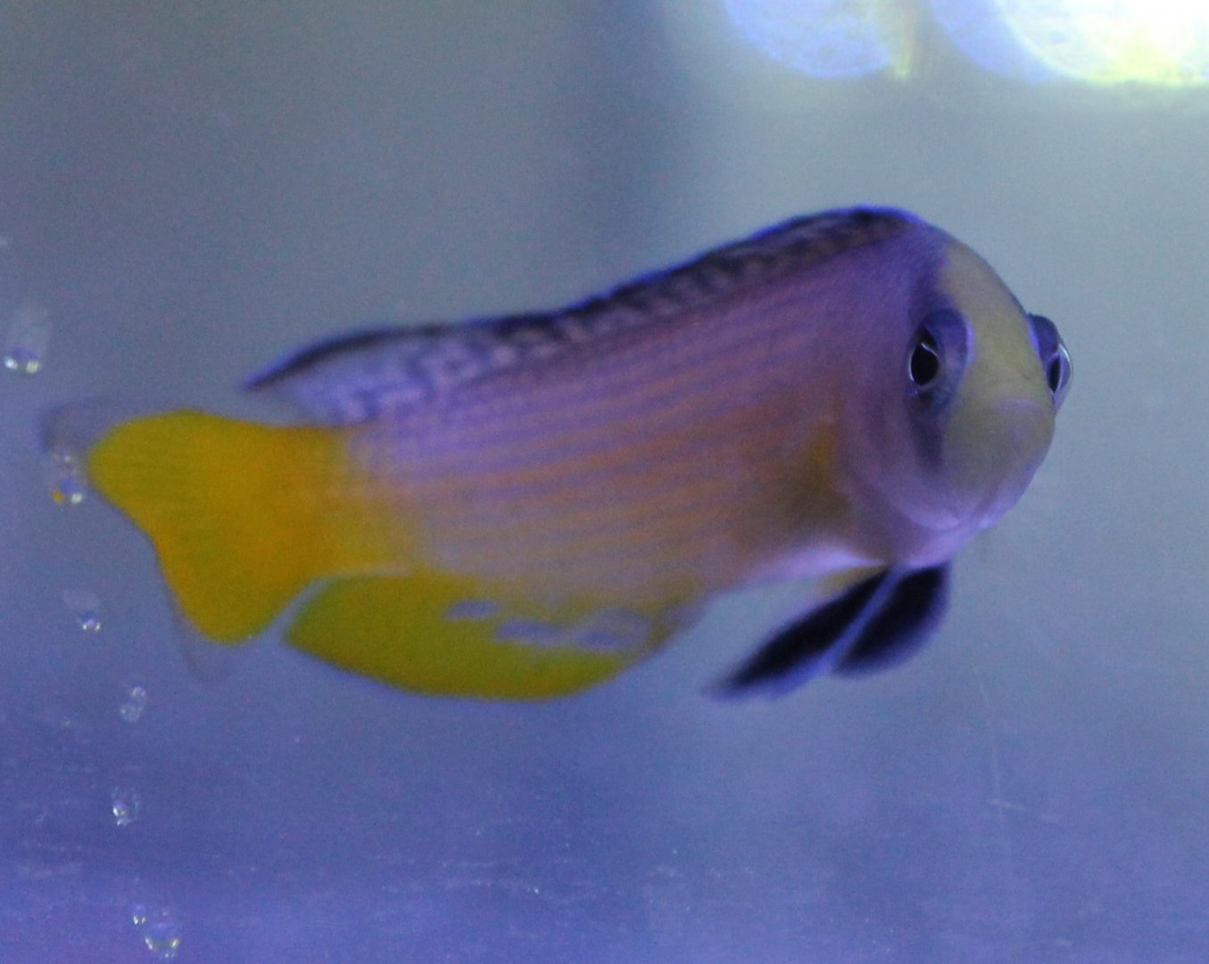Pseudochromis splendens - Splendid dottyback