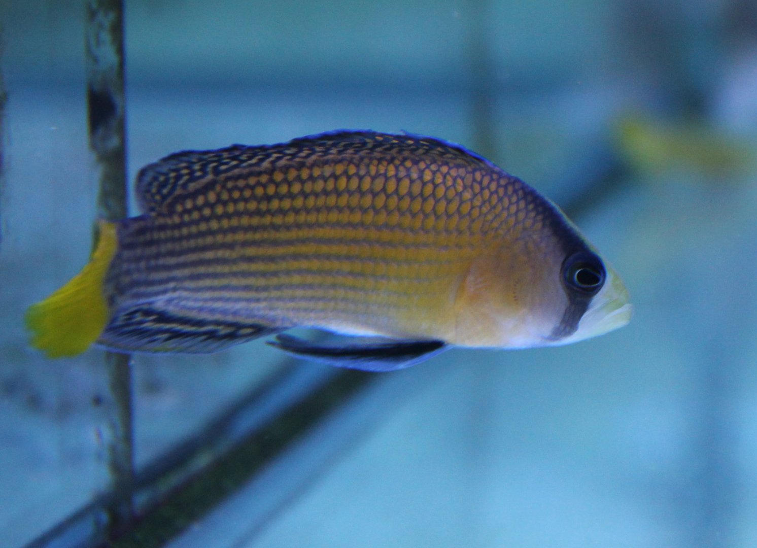 Pseudochromis splendes