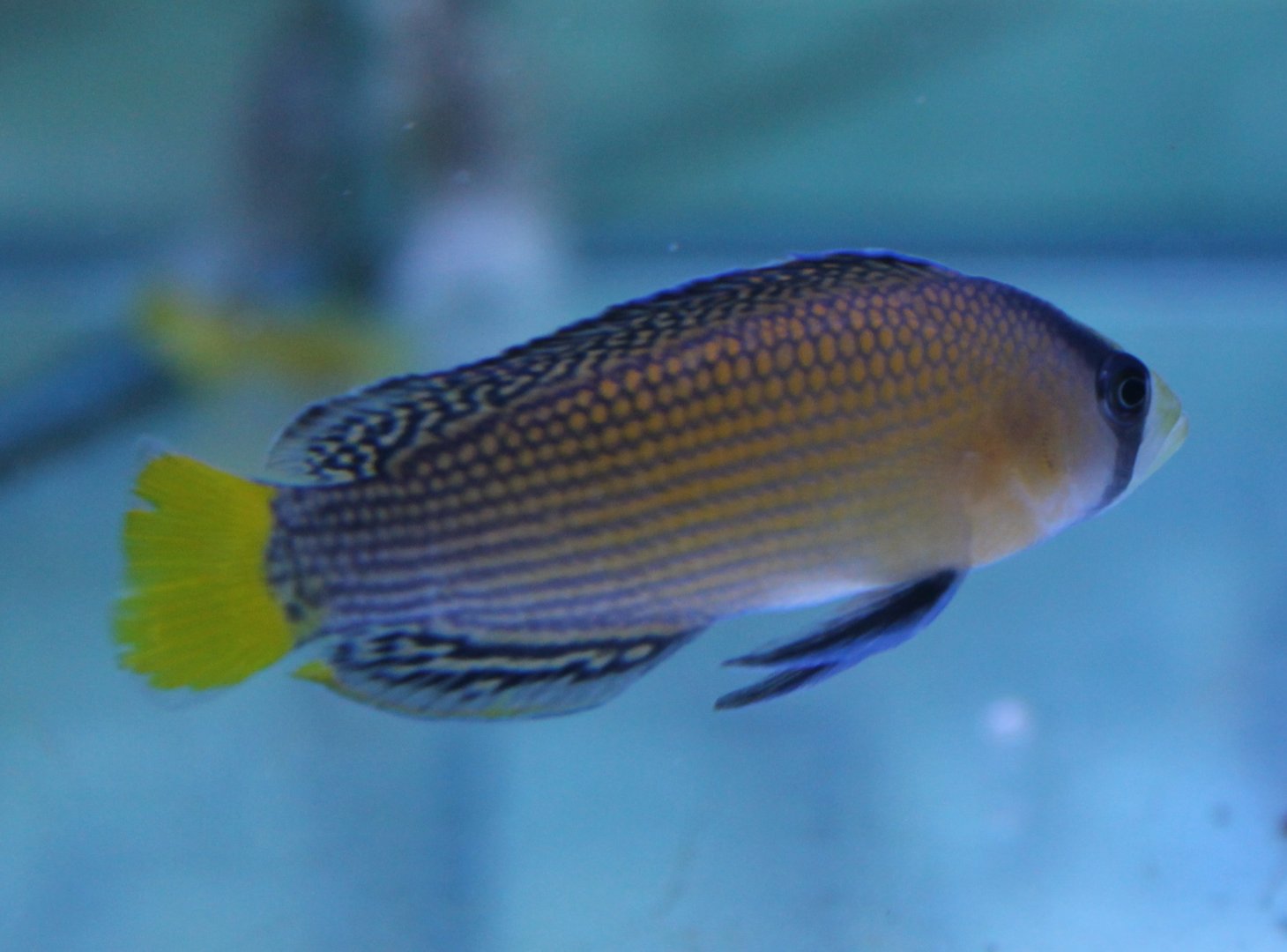 Pseudochromis splendes