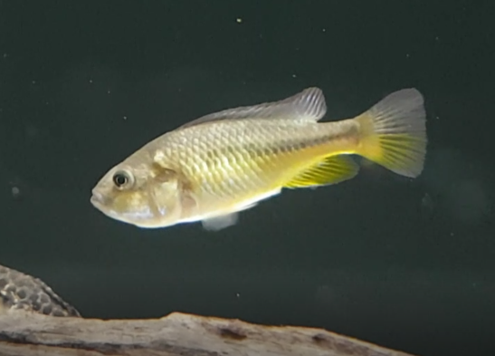 Pseudocrenilabrus mouthbrooder