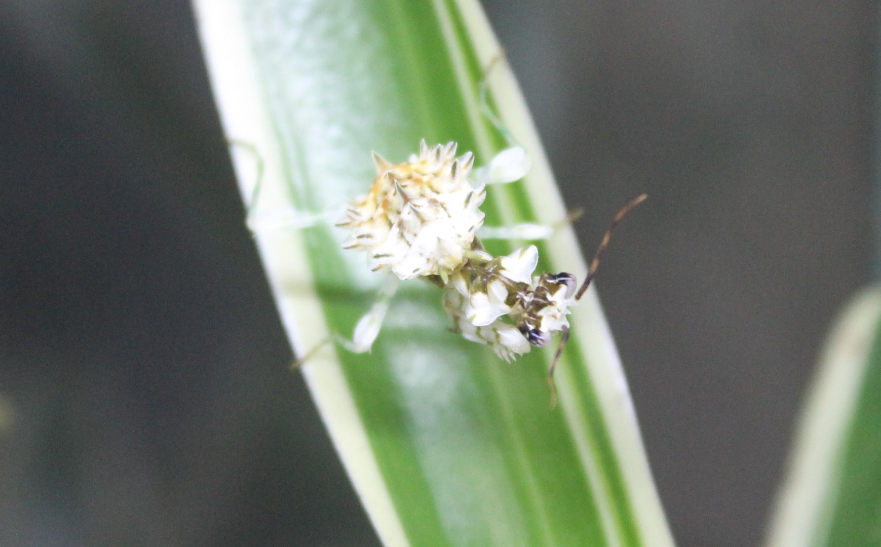 Pseudocreobotra wahlbergii