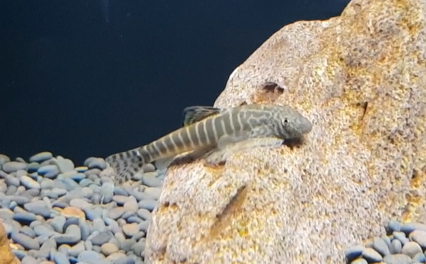 Pseudogastromyzon fasciatus