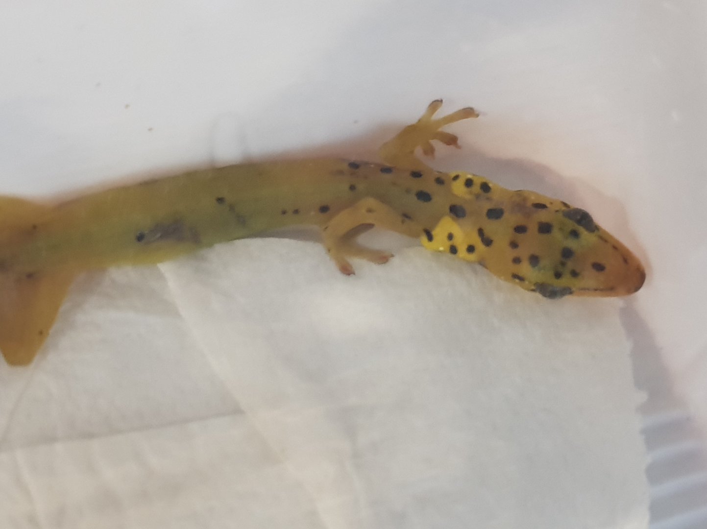 Pseudogecko smaragdinus