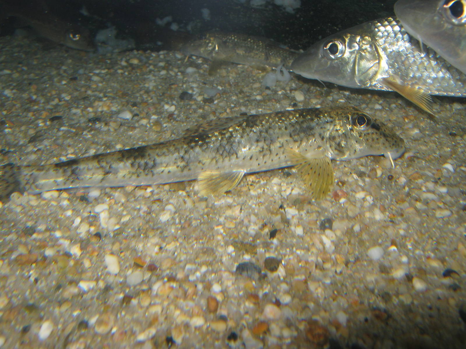 Pseudogobio esocinus