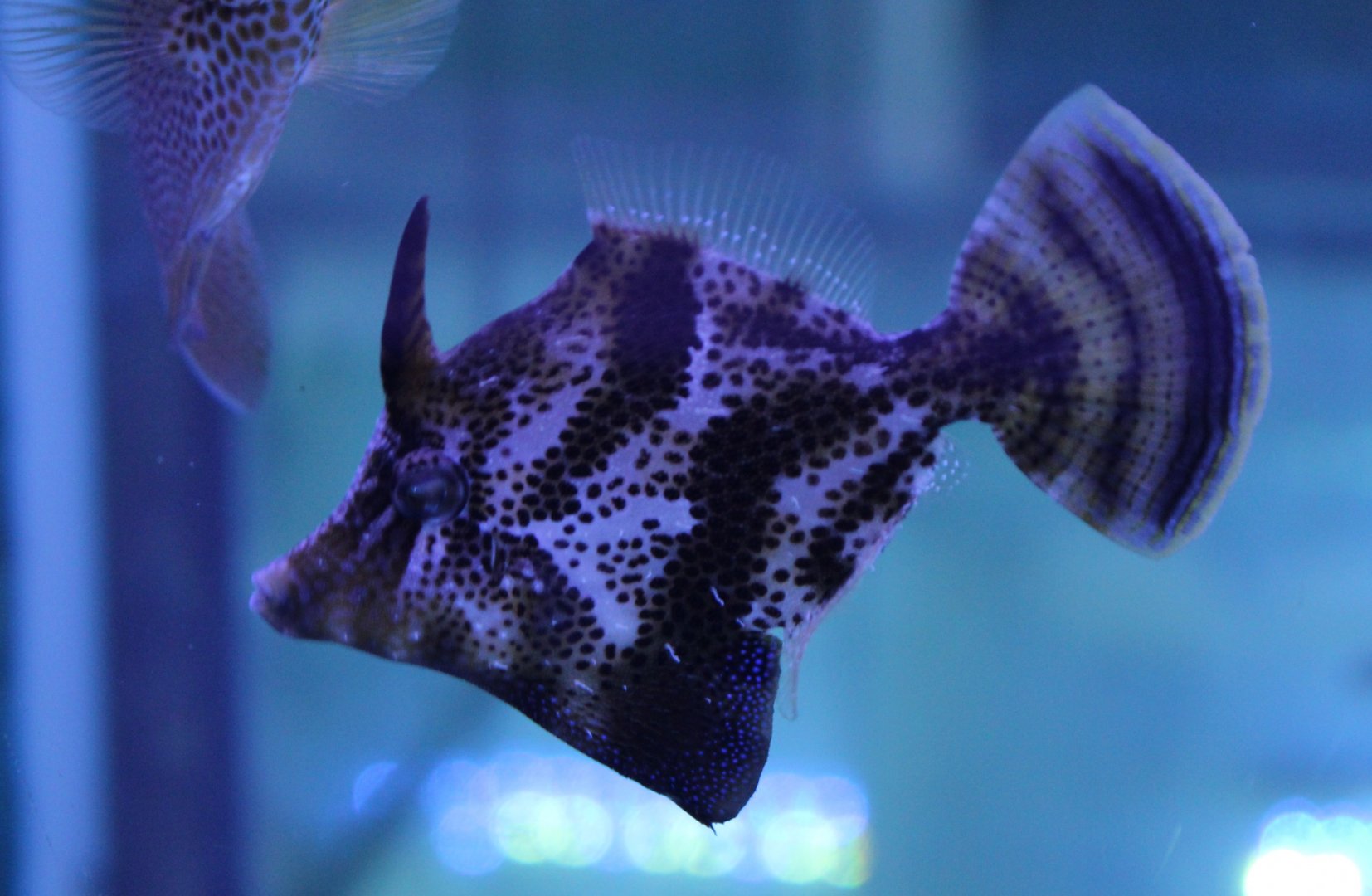 Pseudomonacanthus macrurus