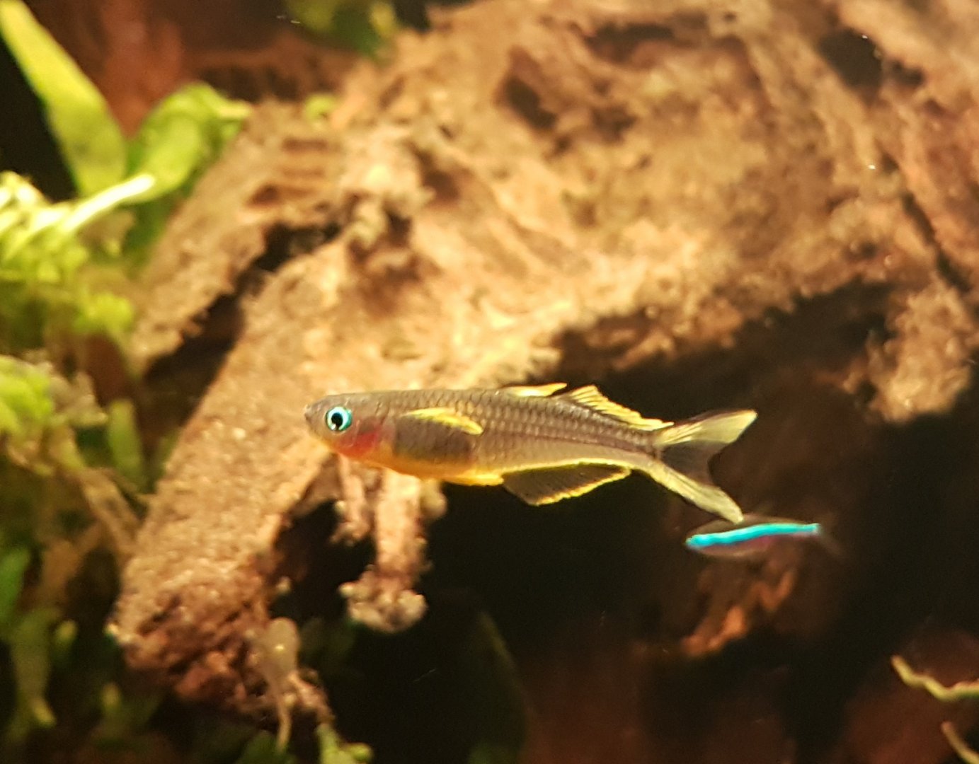 Pseudomugil furcatus