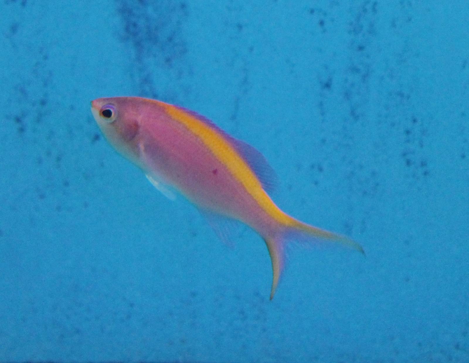 Pseudonthias tuka
