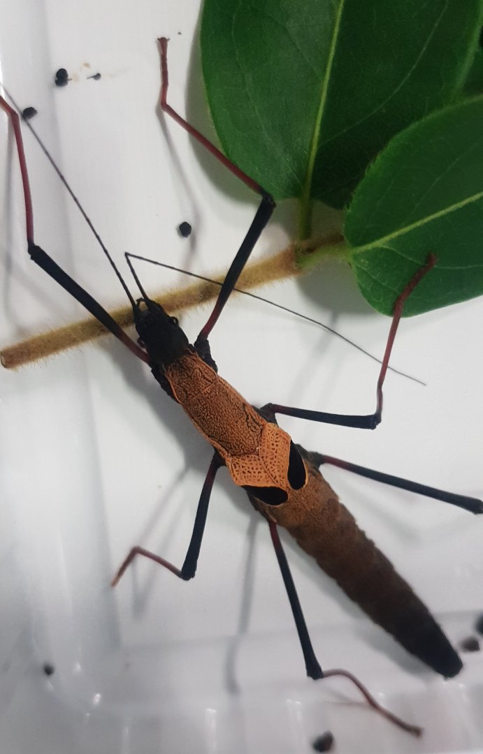 Pseudophasma scabriusculum