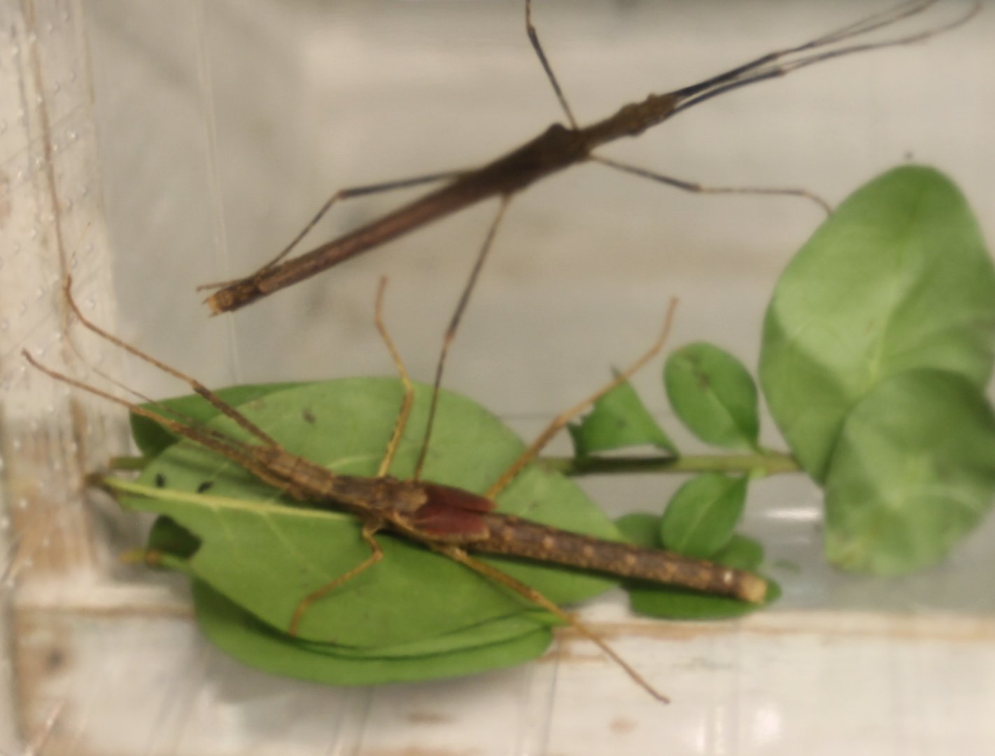 Pseudophasma unicolor