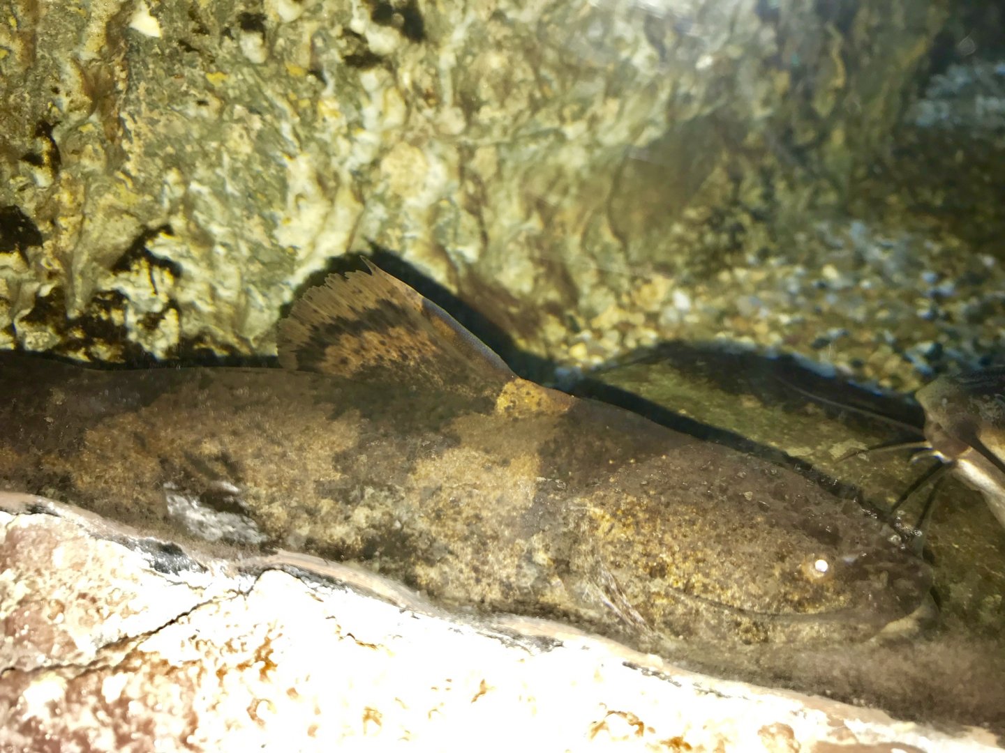 Pseudopimelodus mangurus (Old photo, 2018)