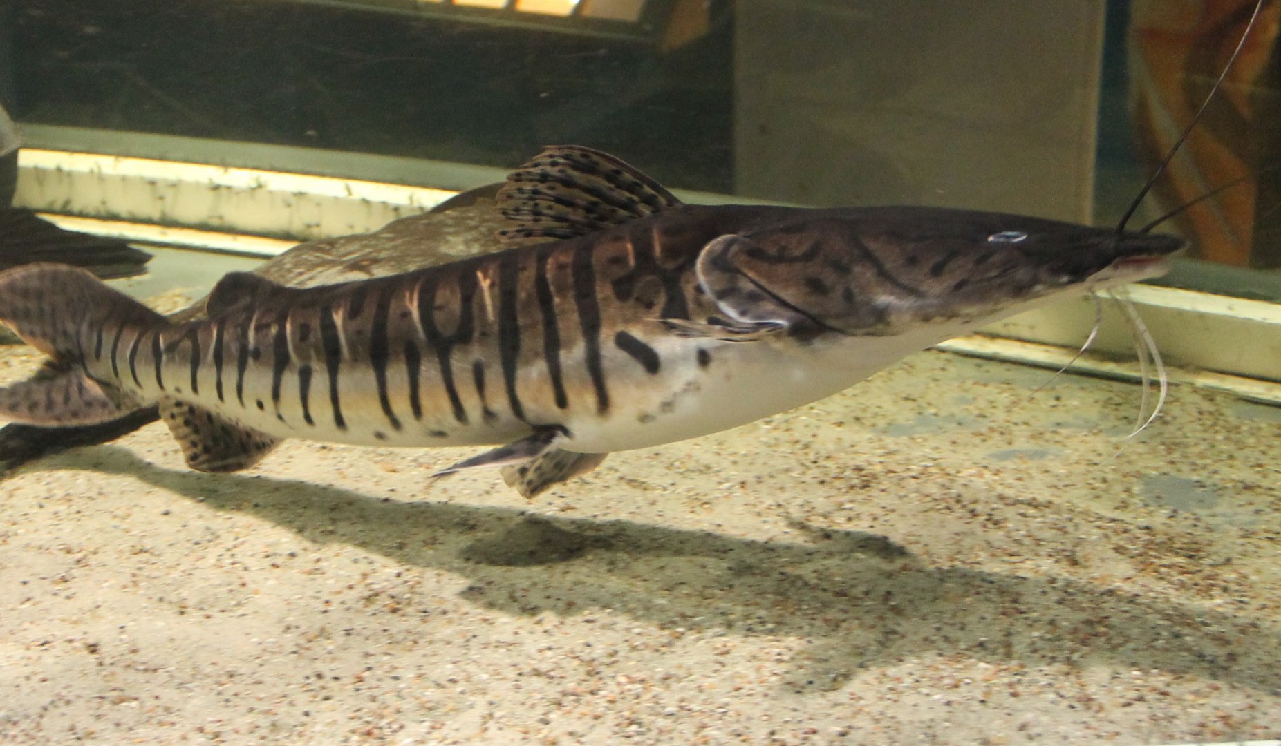 Pseudoplatysoma tigrinum