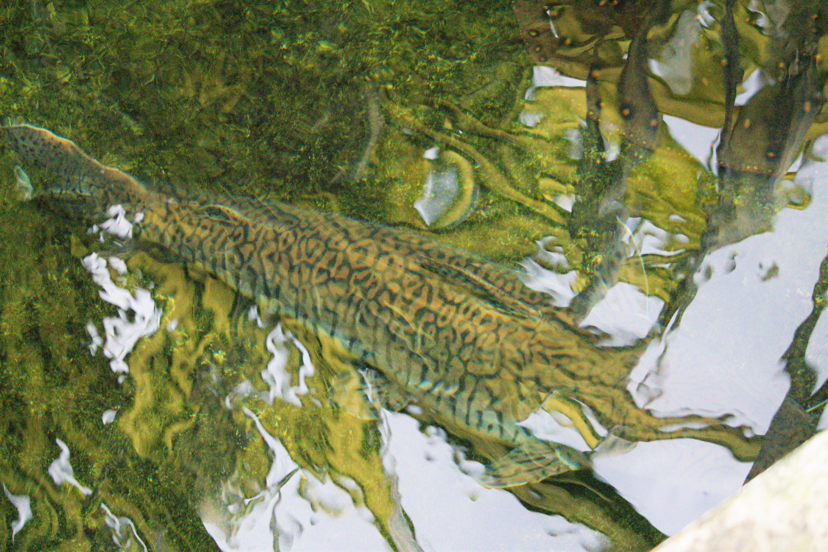 Pseudoplatystoma fasciatum / Barred Sorubim