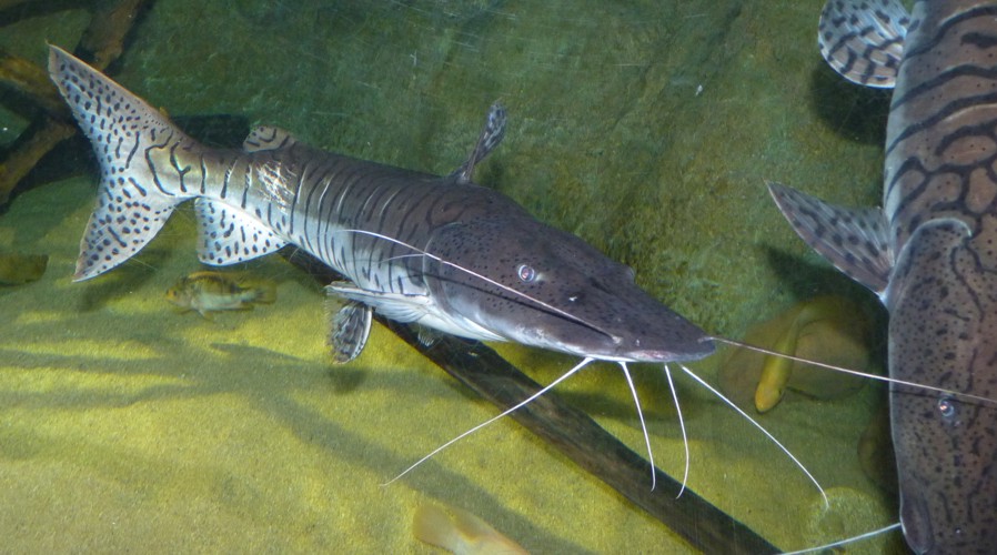 Pseudoplatystoma fasciatum