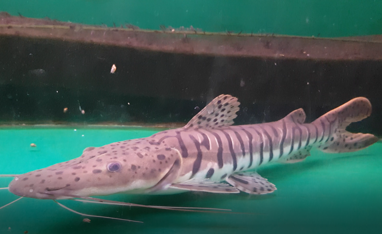 Pseudoplatystoma fasciatum