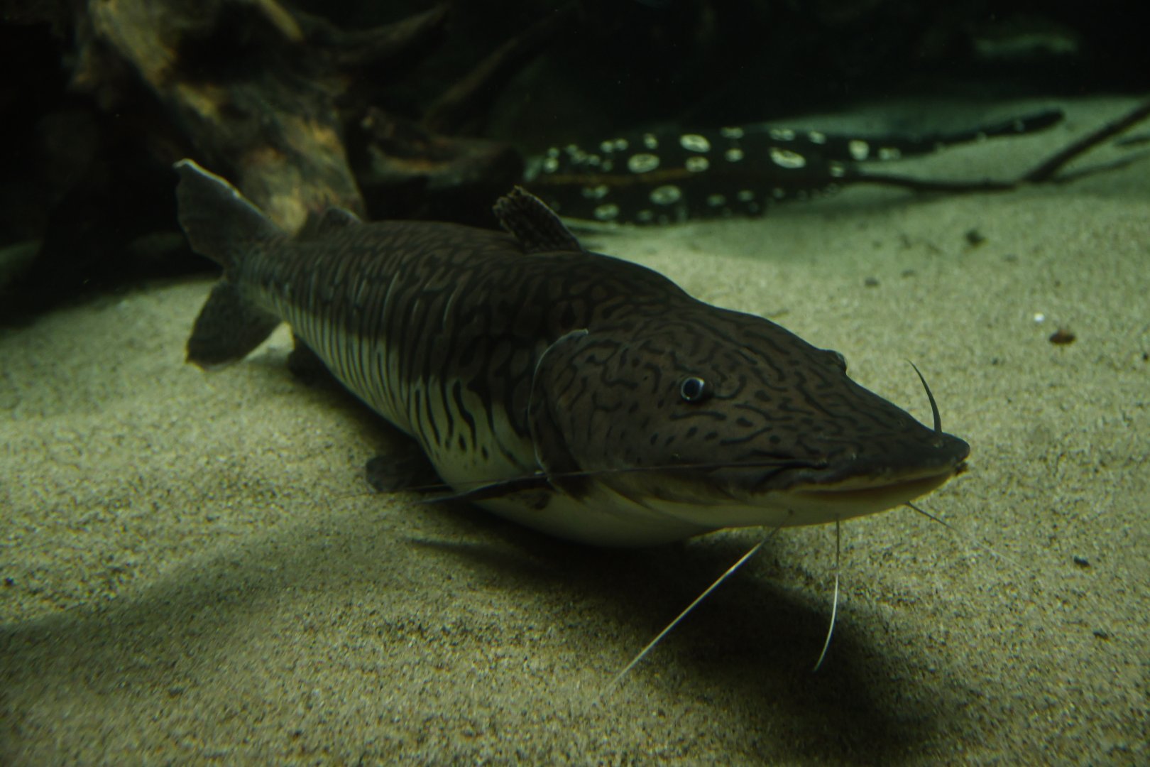 Pseudoplatystoma fasciatum