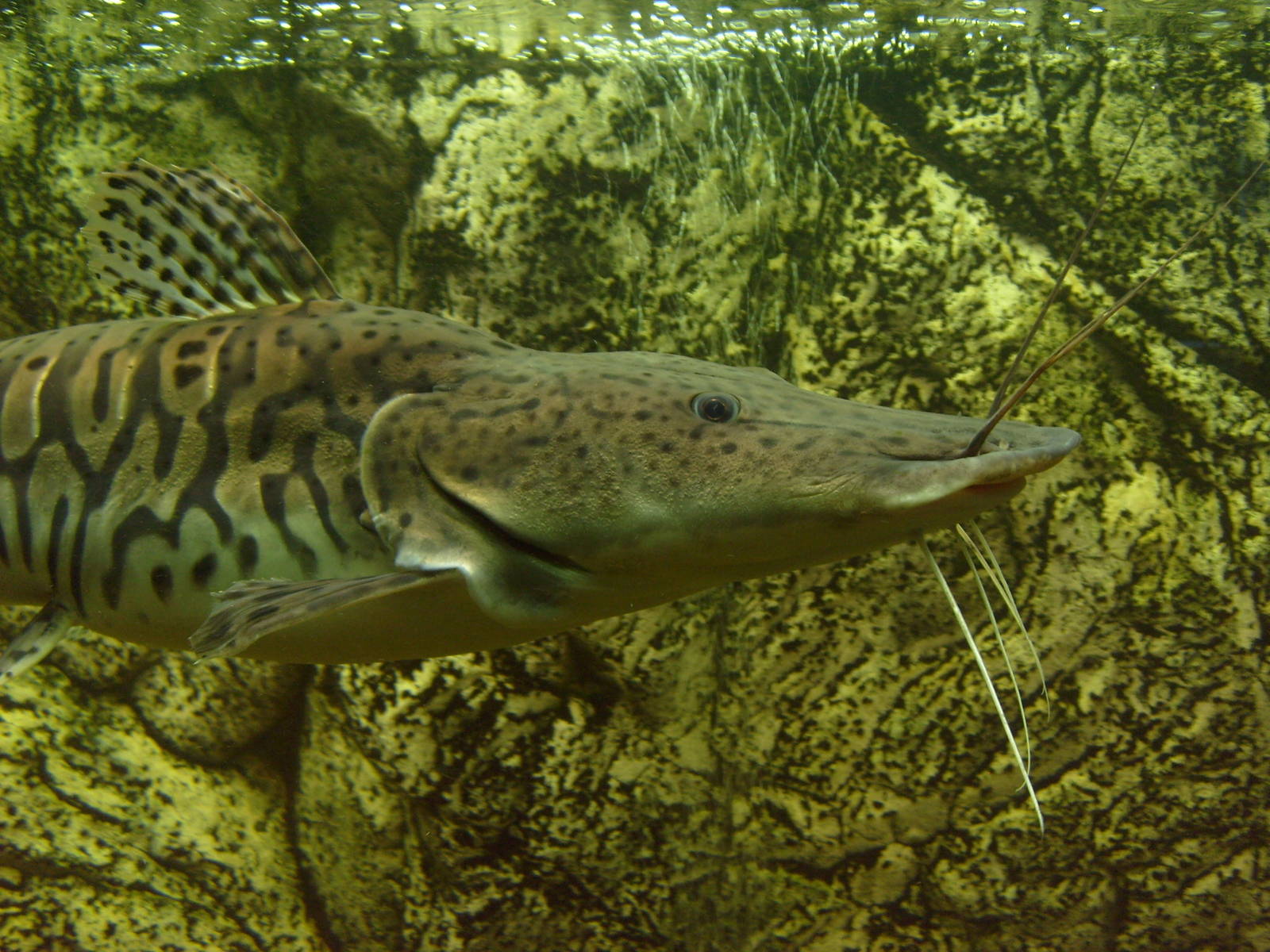 Pseudoplatystoma (phased out)