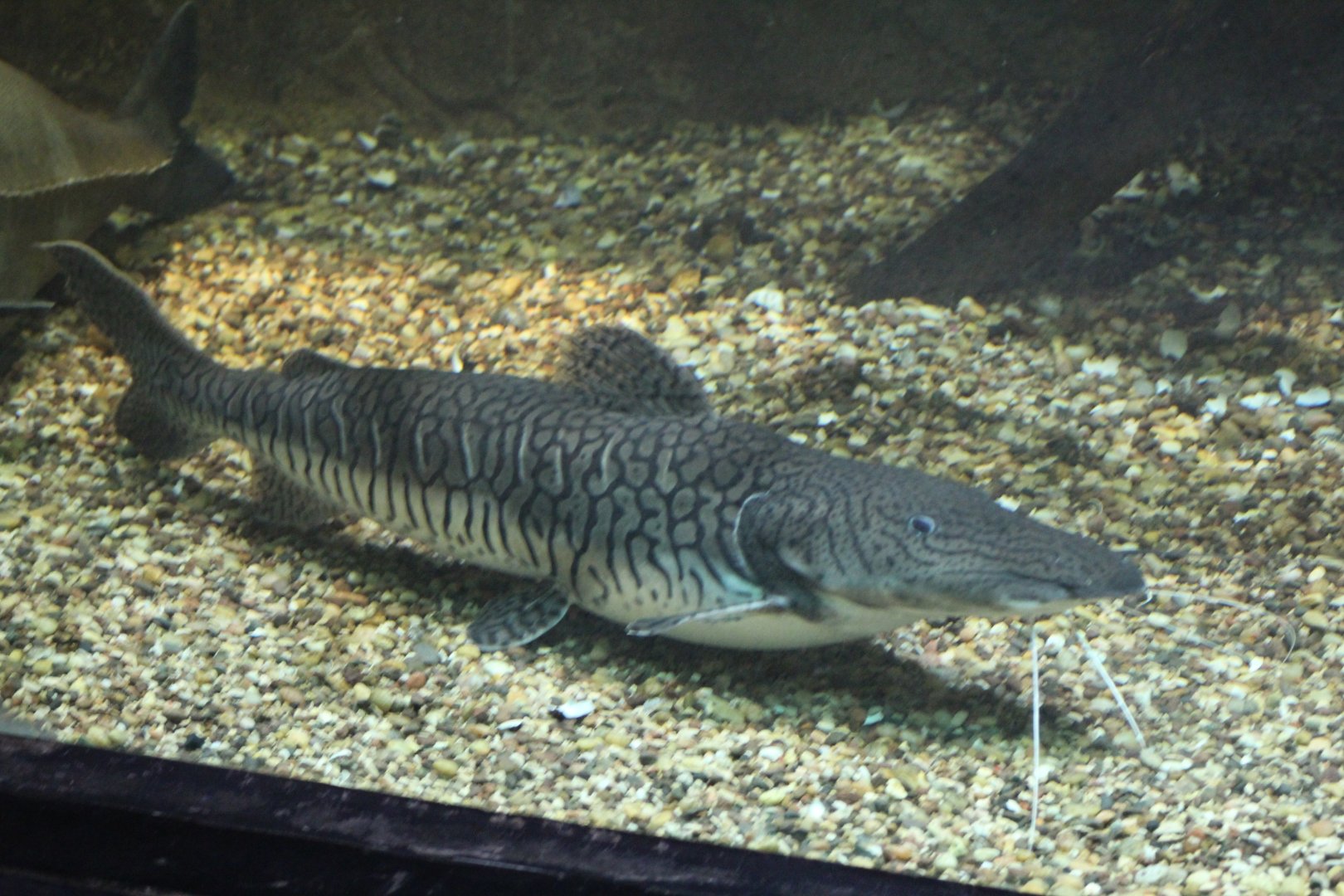 Pseudoplatystoma tigrinum??