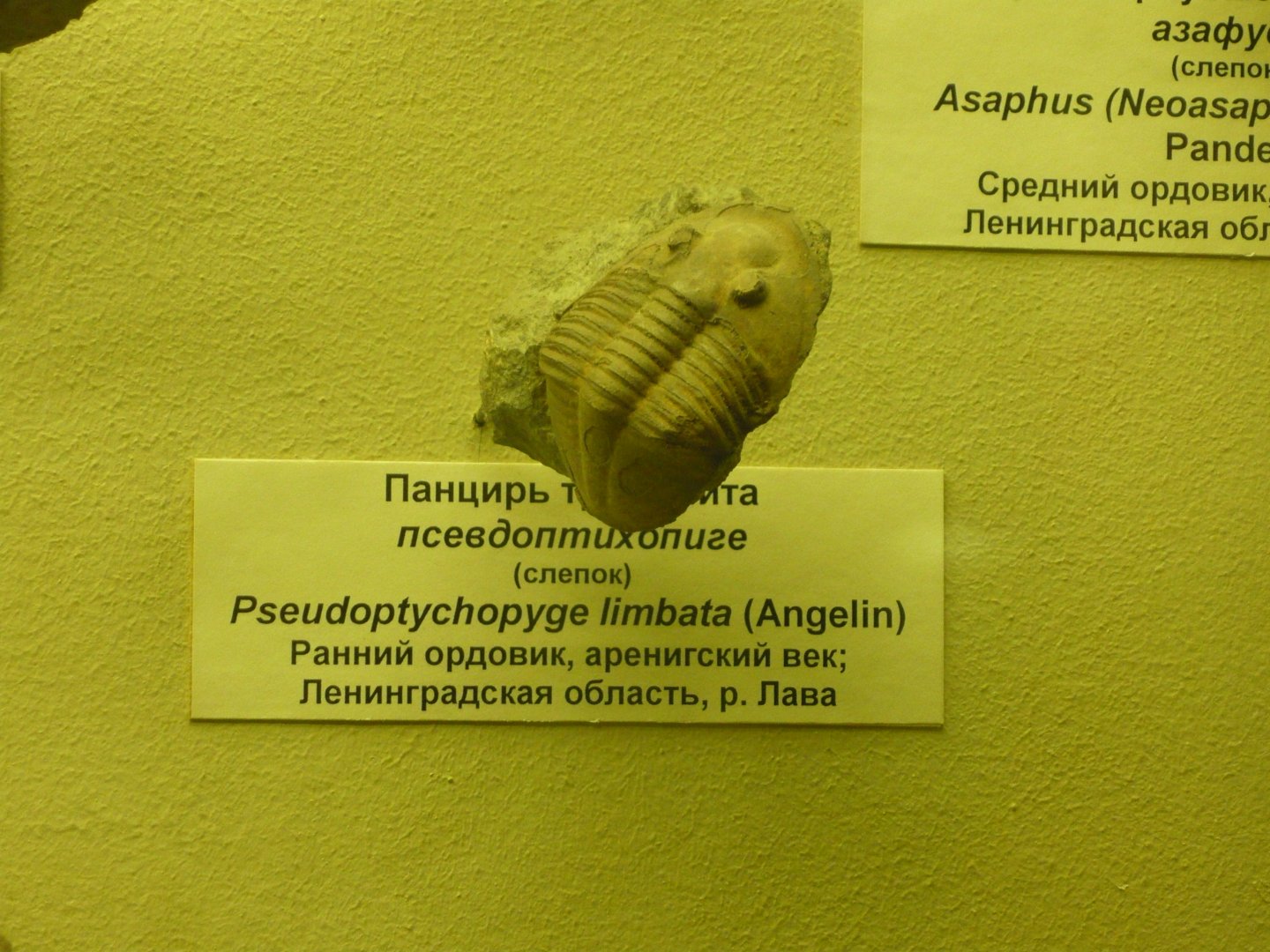 Pseudoptychopyge limbata (cast)
