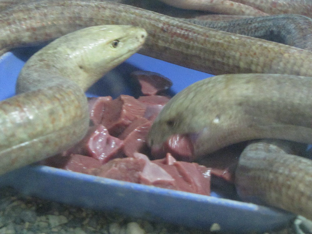 pseudopus apodus-glass lizard(tehran zoo)