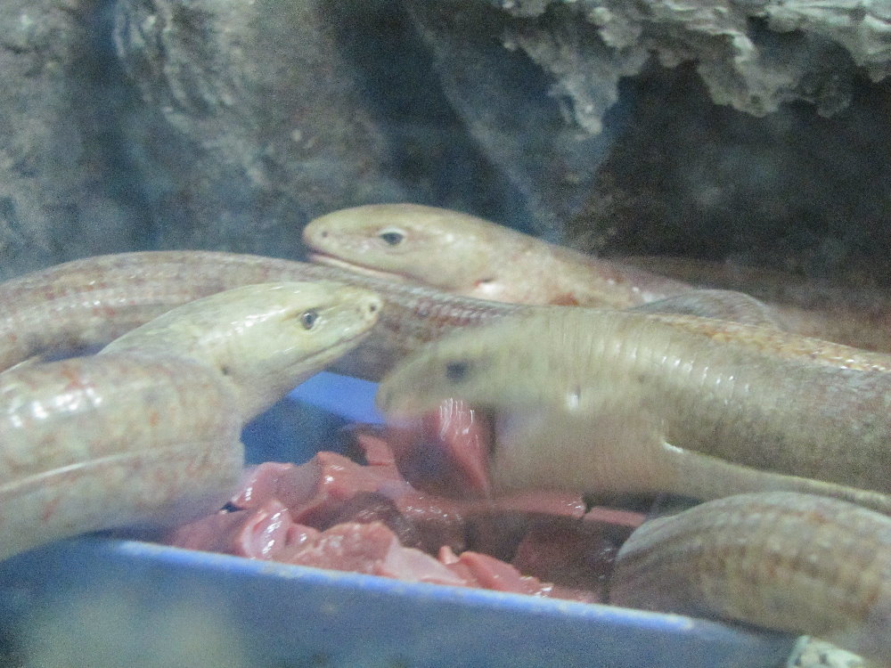 pseudopus apodus-glass lizard(tehran zoo)