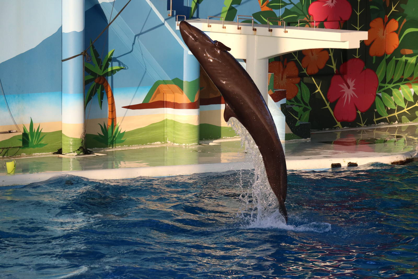 Pseudorca, February 2016