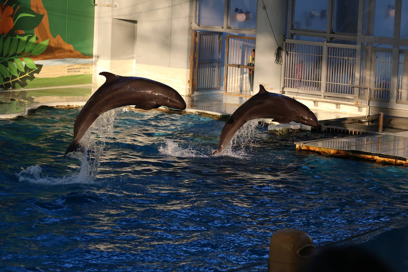 Pseudorca, February 2016