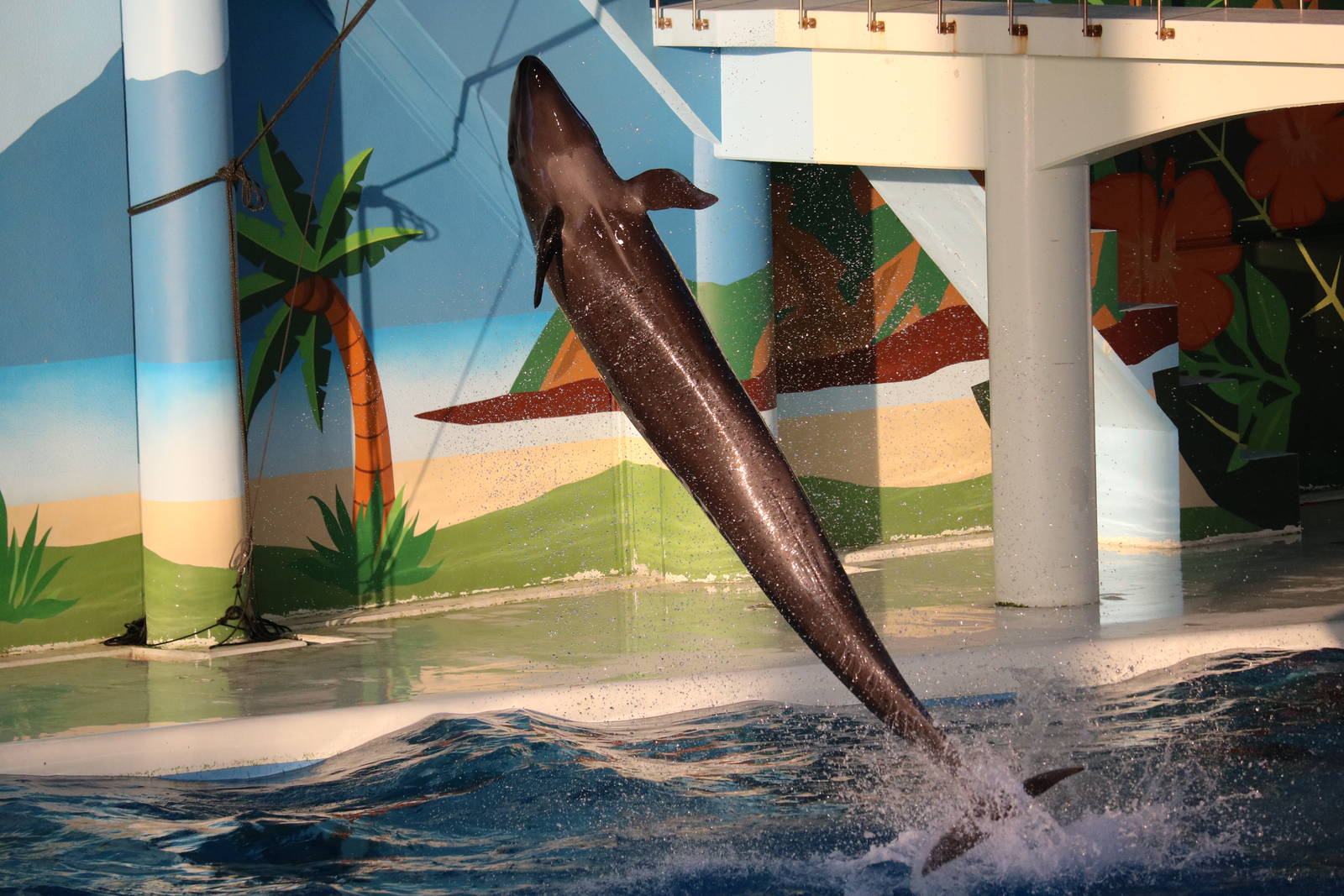 Pseudorca spinning, February 2016