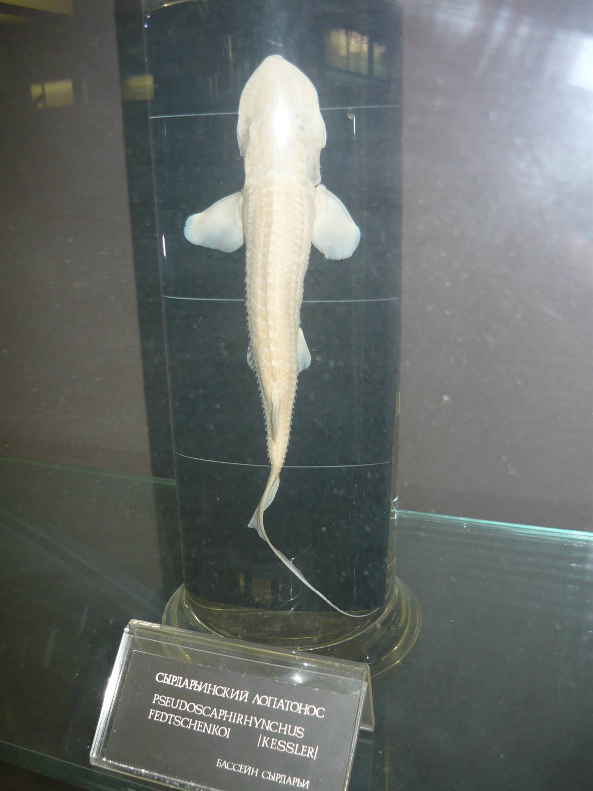 Pseudoscaphirhynchus fedtschenkoi wet specimen